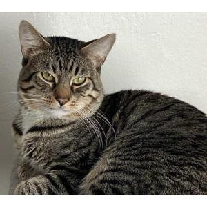 Image of Einstein, Lost Cat