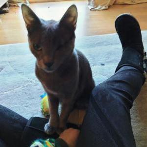Image of Jack jack, Lost Cat