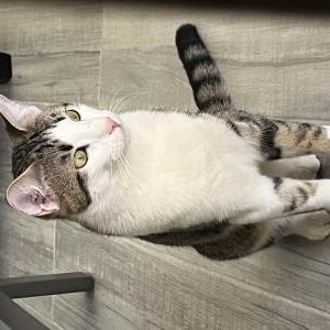 Image of Mika, Lost Cat