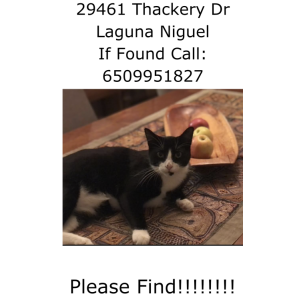 Lost Cat Panda