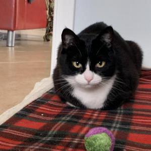 Lost Cat Jumangi(Manji)