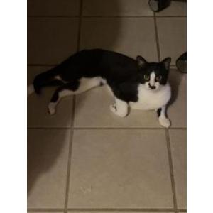 Image of Patches, Lost Cat