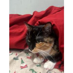 Image of Hazel, Lost Cat