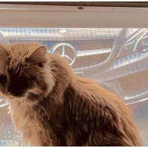 Image of Rusttee Rose, Lost Cat