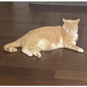 Image of Beau, Lost Cat