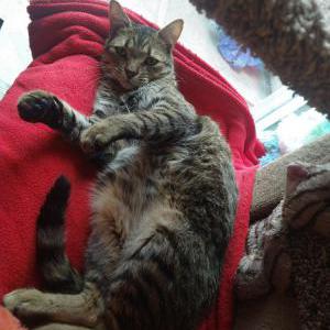 Image of Dexter, Lost Cat