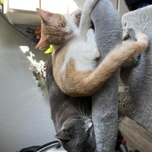 Image of Clementine, Lost Cat