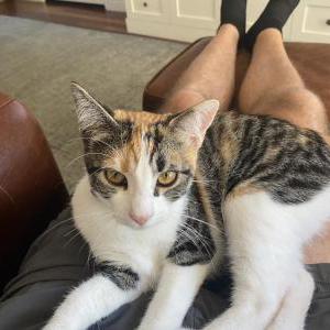 Image of Phoebe, Lost Cat