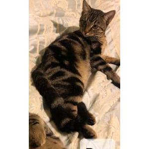 Image of Rex (Kunnu), Lost Cat