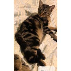 Lost Cat Rex (Kunnu)