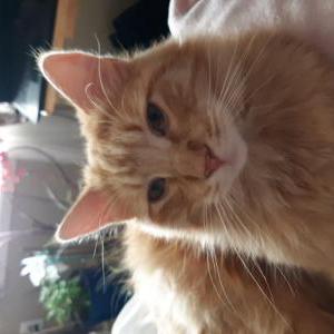 Image of Cheeto, Lost Cat