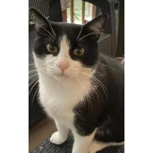 Image of Major Tom, Lost Cat