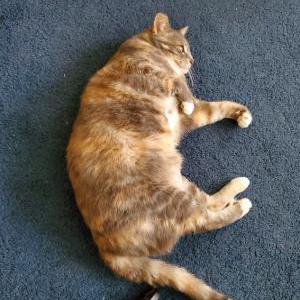 Image of Penelope, Lost Cat