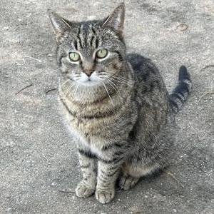 Lost Cat Mitzi