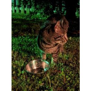 Image of Unknown, Found Cat