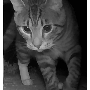 Image of Unknown, Found Cat