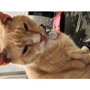 Image of Cha Cha, Lost Cat