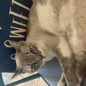 Image of Nina, Lost Cat