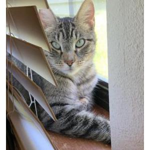 Image of Bella, Lost Cat