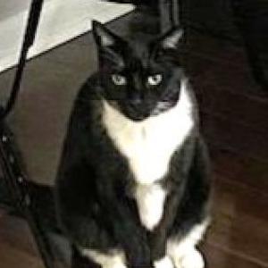 Image of Domino aka DomDom, Lost Cat