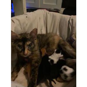 Image of Pharah, Lost Cat