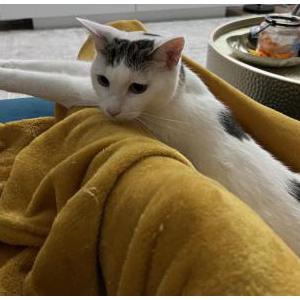 Image of Zoomie, Lost Cat