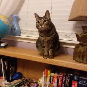 Image of Rey, Lost Cat