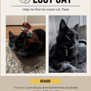 Image of Tuna, Lost Cat