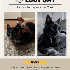 Lost Cat Tuna