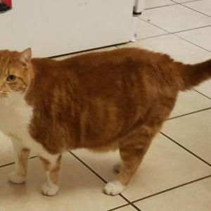 Image of pumpkin, Lost Cat