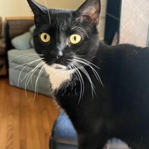 Image of Emma, Lost Cat