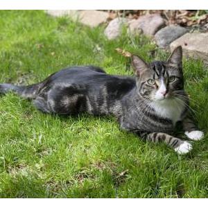 Image of Biscuit, Lost Cat