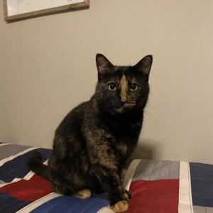 Lost Cat KitKat