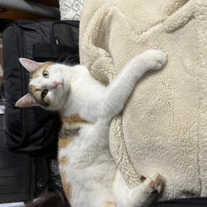 Image of Evena, Lost Cat