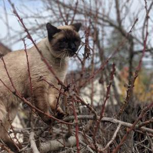 Image of Si, Lost Cat