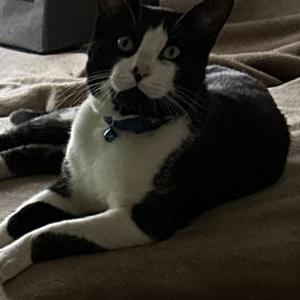 Image of Binx, Lost Cat