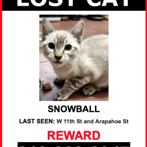 Lost Cat Snowball