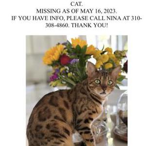 Lost Cat Yassi