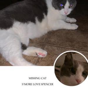 Image of S’more, Lost Cat