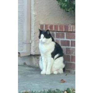 Image of ZIGGY, Lost Cat