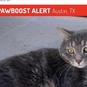 Image of Cosmo, Lost Cat