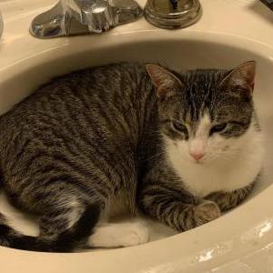 Image of Langston, Lost Cat
