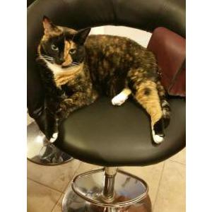 Image of Turtle, Lost Cat