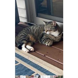 Lost Cat Slim
