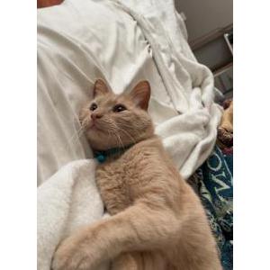 Image of Pips, Lost Cat