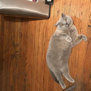 Image of Sheena, Lost Cat