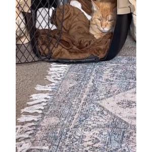 Lost Cat Ginger