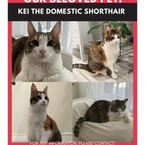 Image of Kei, Lost Cat