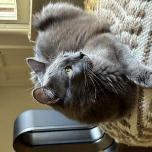 Lost Cat Dave