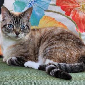 Image of Blucy, Lost Cat